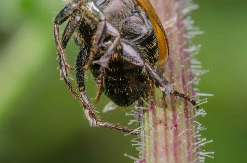 Anomala dubia